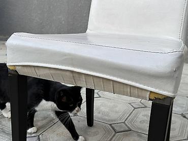 taxta doseme: Ağ rəngli müasir yemək otağı/kafe stulu 6 ədəddir, 5 ədədi sağlam 1 — 4