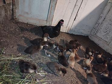 ördək balası və cücə: Salam 21 bala 1ana 1ayliq cucelerdi saglam vitamin verilib. Atasida — 3