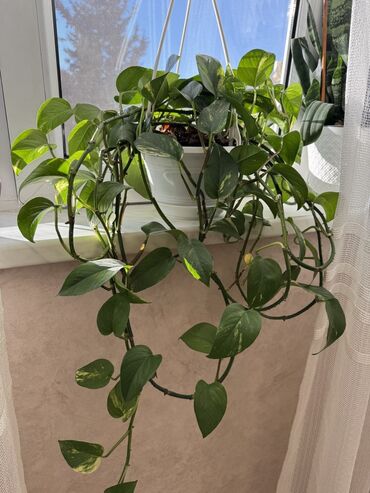 Otaq bitkiləri: Güllər satılır dibçəkdə, hamısını götürənə endirim. Birinə aiddir — 1