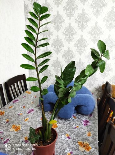 Денежное дерево: Продается живые цветы