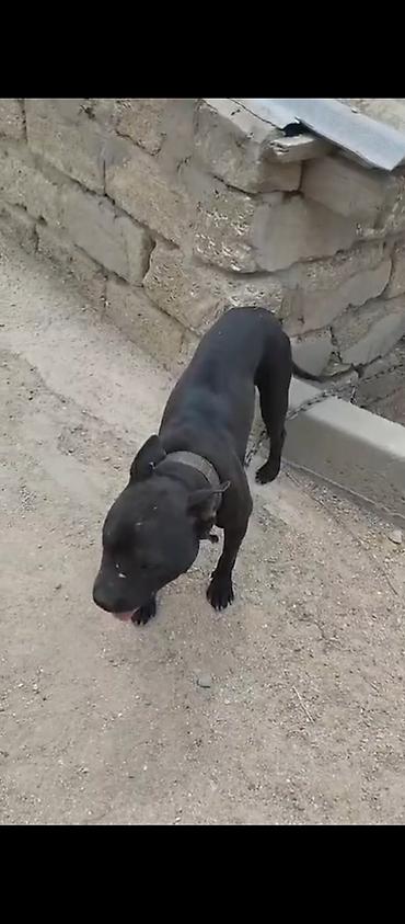 pitbul itlər: Pitbul, Peyvəndli — 4