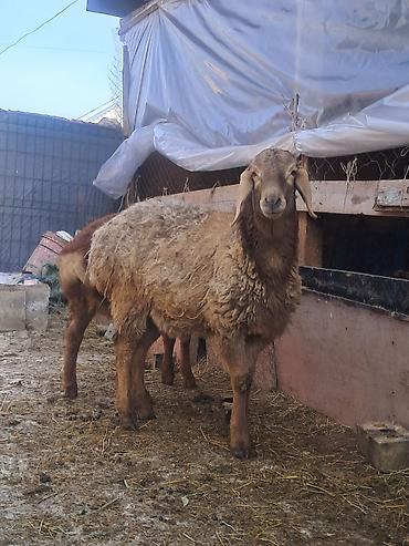 Баран, овца: Продаю | Овца (самка) | Для разведения | Матка — 8