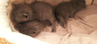 Pişiklər: Britan, Erkək, Dişi — 13