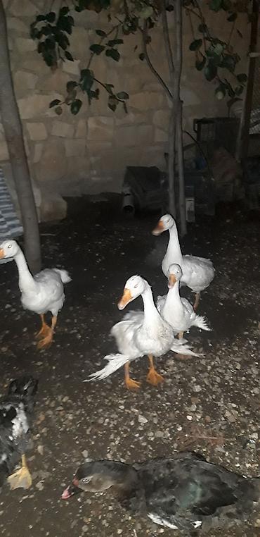 quslar: Ruset qazları satılır. - Yaş: 4 aylıq - Növ: Rusiya (Ruset) qazları - — 4