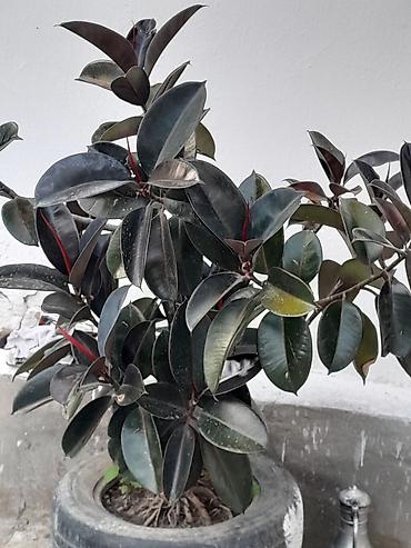 цветок фикус: Фикус в кадках (Ficus elastica, каучуконосный) - Крупные взрослые — 4