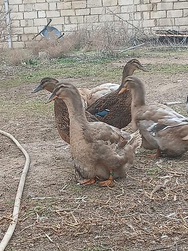 K/t heyvanları və malları: Dişi, Damazlıq, Ünvandan götürmə, Ödənişli çatdırılma — 1