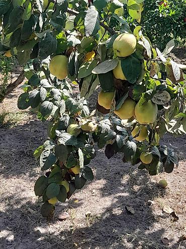 birge ve saglam: Salam her ikisi yetişib her ikisinin kilosu iki manatdandir — 9