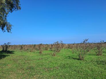 Bağ evlərinin satışı: Xaçmaz, 2 kv. m, 1 otaqlı, Hovuzsuz, Qaz, Su, İşıq — 6