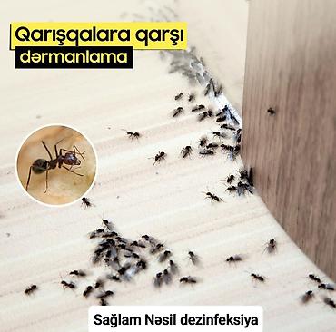 Dezinfeksiya, dezinseksiya: Dezinfeksiya, dezinseksiya | Tarakanlar, Ağacları çiləmə, Taxtabiti | Ofislər, Mənzillər, Evlər — 2