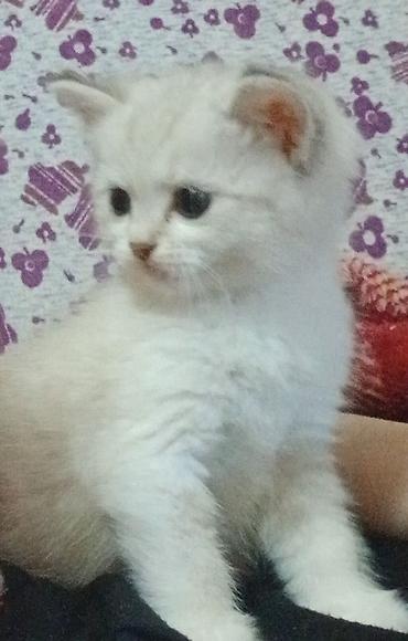 Pişiklər: Yaxşı əllərə — 5