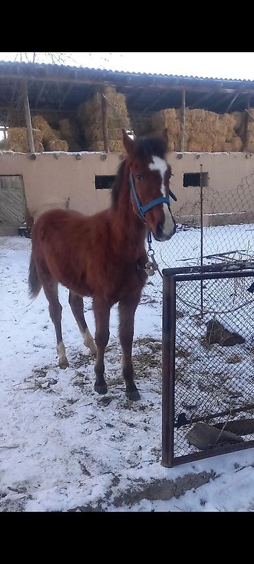 Продажа домов: Дом, 300 м², 5 комнат, Собственник, Косметический ремонт at lalafo.kg — 16 Продажа домов: Дом, 300 м², 5 комнат, Собственник, Косметический ремонт — 16