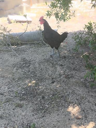 Toyuqlar: Toyuq, Australorp, Damazlıq, Ünvandan götürmə — 14