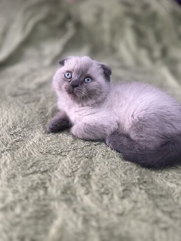 scottish fold qiymeti: Britan yastı qulaq, Erkək, Ünvandan götürmə
