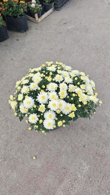 Çöl bitkiləri: 1.50 aznden başlayan qiymətlərlə Xrizantema (Chrysanthemum) bəzək — 12