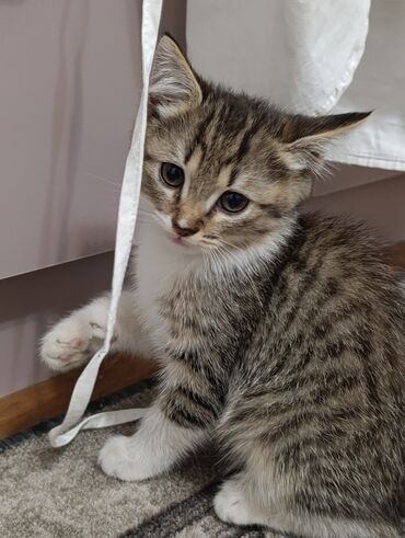 кот каракол: Отдам котят в добрые руки. 2 месяца, ходят в лоток