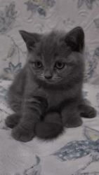 Pişiklər: Britan yastı qulaq, Erkək, Dişi, Yaxşı əllərə, Ünvandan götürmə, Ödənişli çatdırılma, Rayonlara çatdırılma — 10