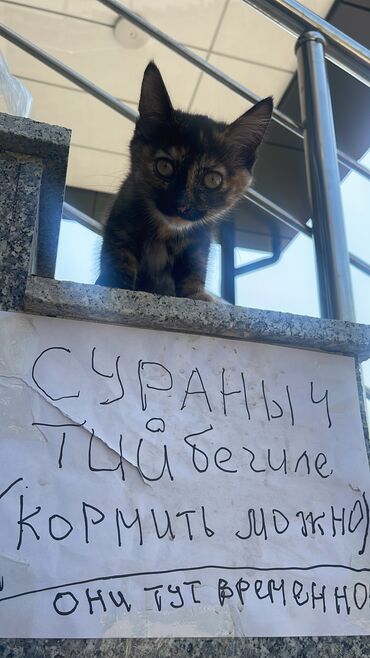 кошки мальчик: Девочка, Кастрирована, Приучена к лотку, Проглистована