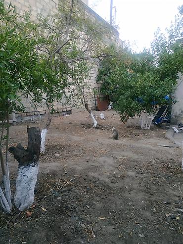 Torpaq: 4 sot, Tikinti, Makler, Kupça (Çıxarış) — 7