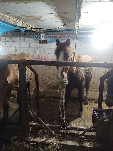 Лошади, кони: Продаю | Жеребенок | Рабочий — 8