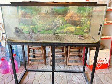 akvarium balıqlarının satışı: Salam. Akvarium satilir. 180 Azn. olculeri 125/50. real aliciya