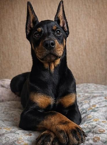 İtlər: Doberman, Dişi, Peyvəndli — 4