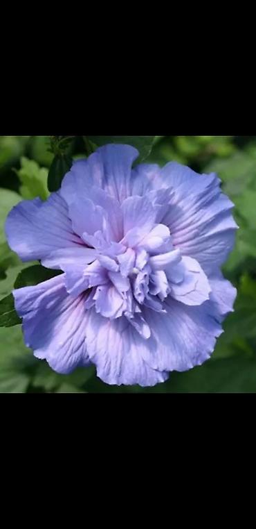 Сирень: Саженцы сирени белые и синие 150-250 сом также есть Сирийские розы — 7