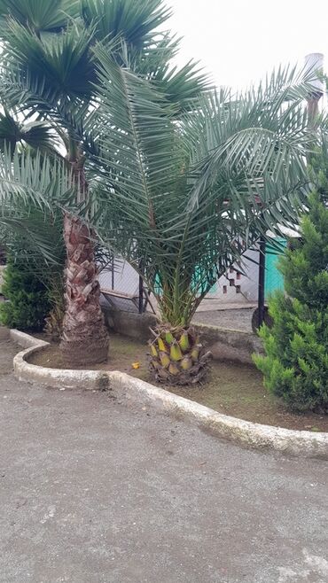 Çöl bitkiləri: Dekorativ xurma/finik palmanın satışa təklifi - Növ: Phoenix