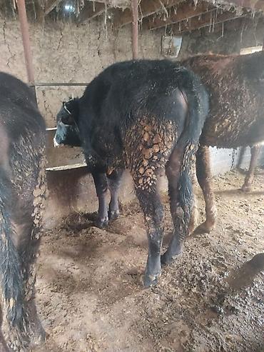 Коровы, быки: Продаю | Бык (самец) | На откорм | Привязанные — 9