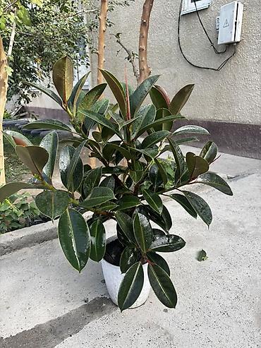 Бөлмө өсүмдүктөрү: Фикус эластика (каучуконосный), комнатное декоративнолиственное — 1
