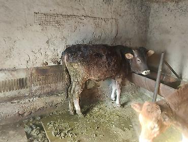 Коровы, быки: Продаю | Бык (самец), Тёлка | Ангус, Алатауская | На откорм, На забой, Для разведения | Искусственник at lalafo.kg — 10 Коровы, быки: Продаю | Бык (самец), Тёлка | Ангус, Алатауская | На откорм, На забой, Для разведения | Искусственник — 10