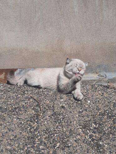 Pişiklər: Şotland yastı qulaq, Dişi — 6
