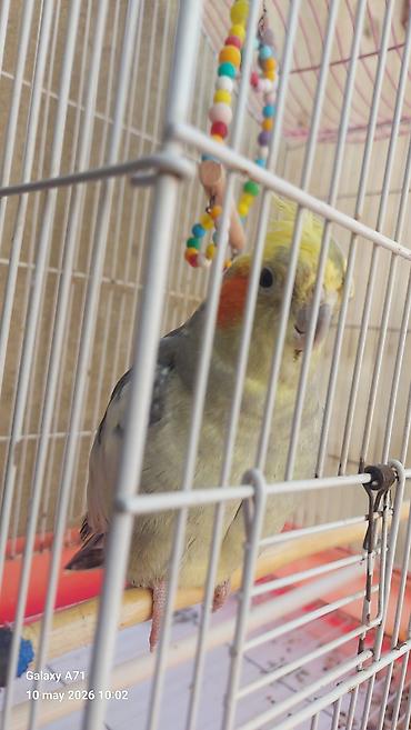 danışan tutuquşu satışı: Korella popuqayı danışır 3 dənə söz bilir – çox mehriban bir quşdur — 4