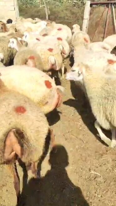 Qoyunlar, qoçlar: Dişi, il: 1, 50 kq, Damazlıq, Ünvandan götürmə — 9