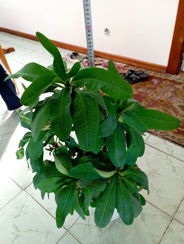 шкаф для одежды и обуви в прихожую: Комнатное растение Евфорбия миля (Euphorbia milii) в декоративном