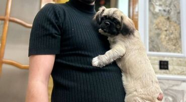 собака в добрые руки баку: Pekines, 8 ay, Dişi, Peyvəndli, Ünvandan götürmə