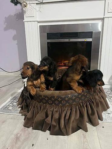 Psi: Dugodlaki patuljasti jazavičari štenci Dugodlaki patuljasti — 2