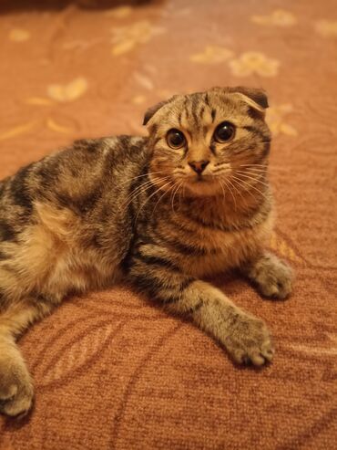чистокровный английский: Шотландский вислоухий котёнок (Scottish Fold) - Окрас: табби