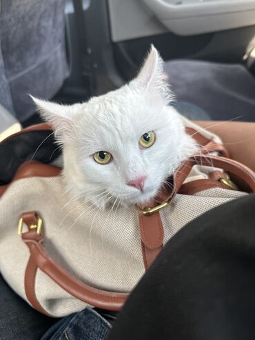 купить дом для кота: Отдам кота в добрые руки
