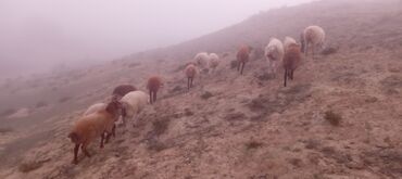 Qoyunlar, qoçlar: Ətraflı məlumat üçün yazın — 4