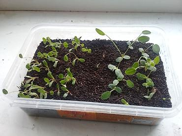 Люцерна: Люцерна at lalafo.kg — 10 Люцерна: Люцерна — 10