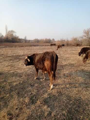 Коровы, быки: Продаю | Бык (самец) | Швицкая | Для разведения, На откорм | Осеменитель — 8