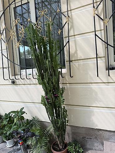 Молочаи: 2 метра…. Эуфорбия треугранная (Euphorbia trigona), крупное комнатное — 1
