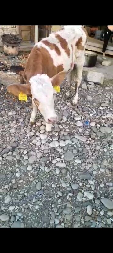 satilik inekler: 2 aylıq dişi dana satlır temiz semetalı danadı