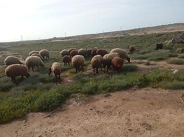 it satisi 2020: Qoyun sürüsü – ət və yun istiqaməti üçün - Fotoşəkildə otlaqda — 1