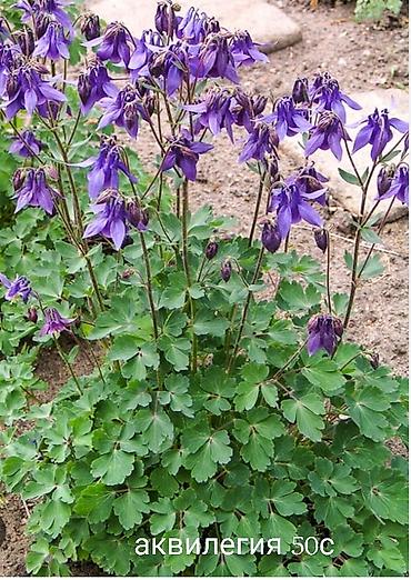 Другие виды семян и саженцев: Все растения что на фото, есть в наличии — 4