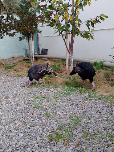 Cücələr: Hinduşka cücələri, Damazlıq — 26