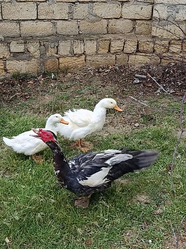 Ördəklər: Erkək, | Lal ördək, Damazlıq — 3