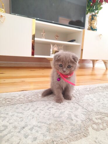 котенок в добрые руки: Şotland yastı qulaq, Yaxşı əllərə, Ödənişli çatdırılma