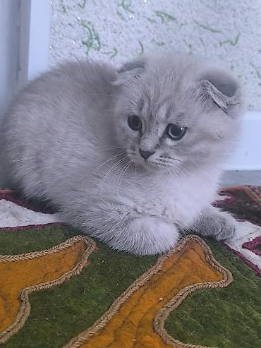 кошка шотландская вислоухая: Шотландский вислоухий котёнок (Scottish Fold) - Окрас — 7