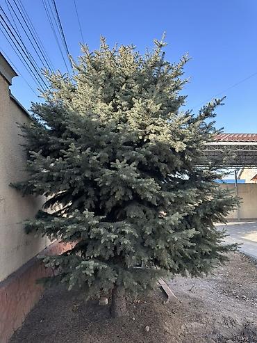 купить саженцы березы: Елка голубая (ель колючая, Picea pungens), взрослая, сформированная — 3